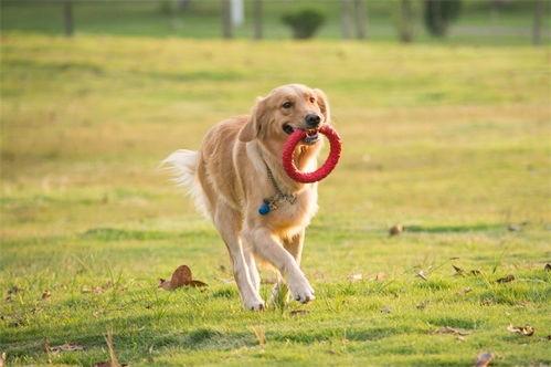 冬季宠物爆料视频下载,揭秘冬季宠物爆料视频中的温馨瞬间